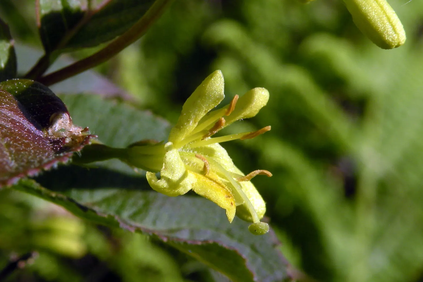 Northern Bush Honeysuckle (Diervilla Lonicera) — Adaptable to various soils