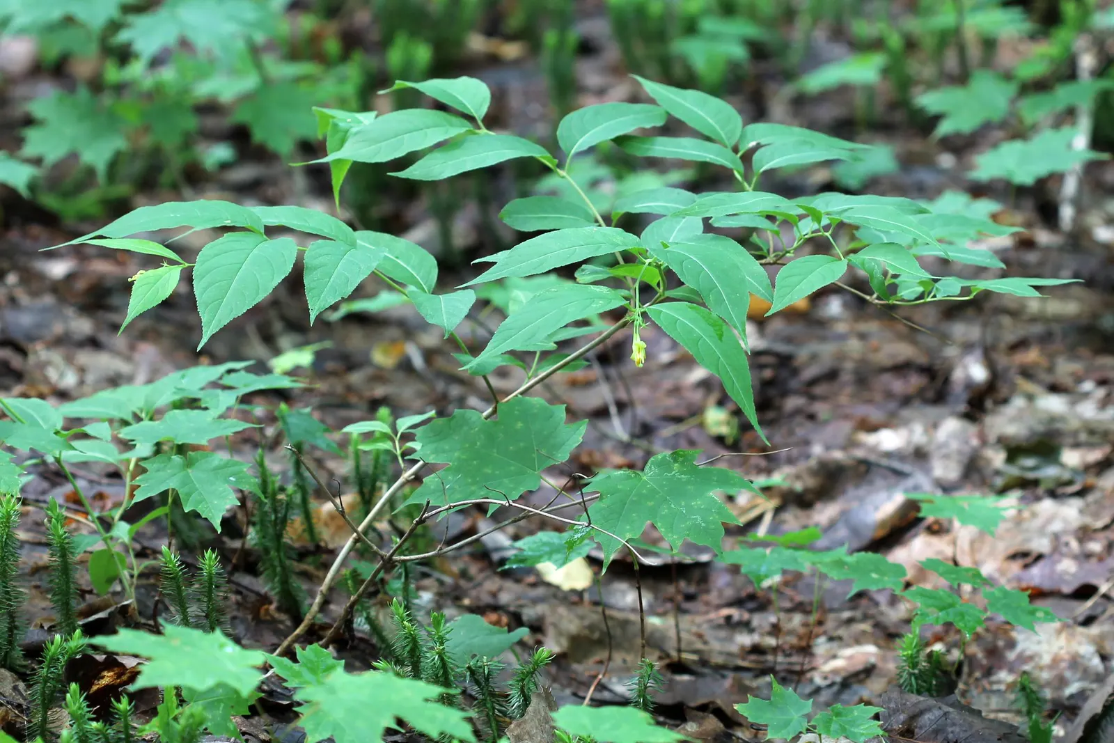 Northern Bush Honeysuckle (Diervilla Lonicera) — It thrives in well-drained soils and is quite adaptable, tolerating both partial shade and full sun, image 53