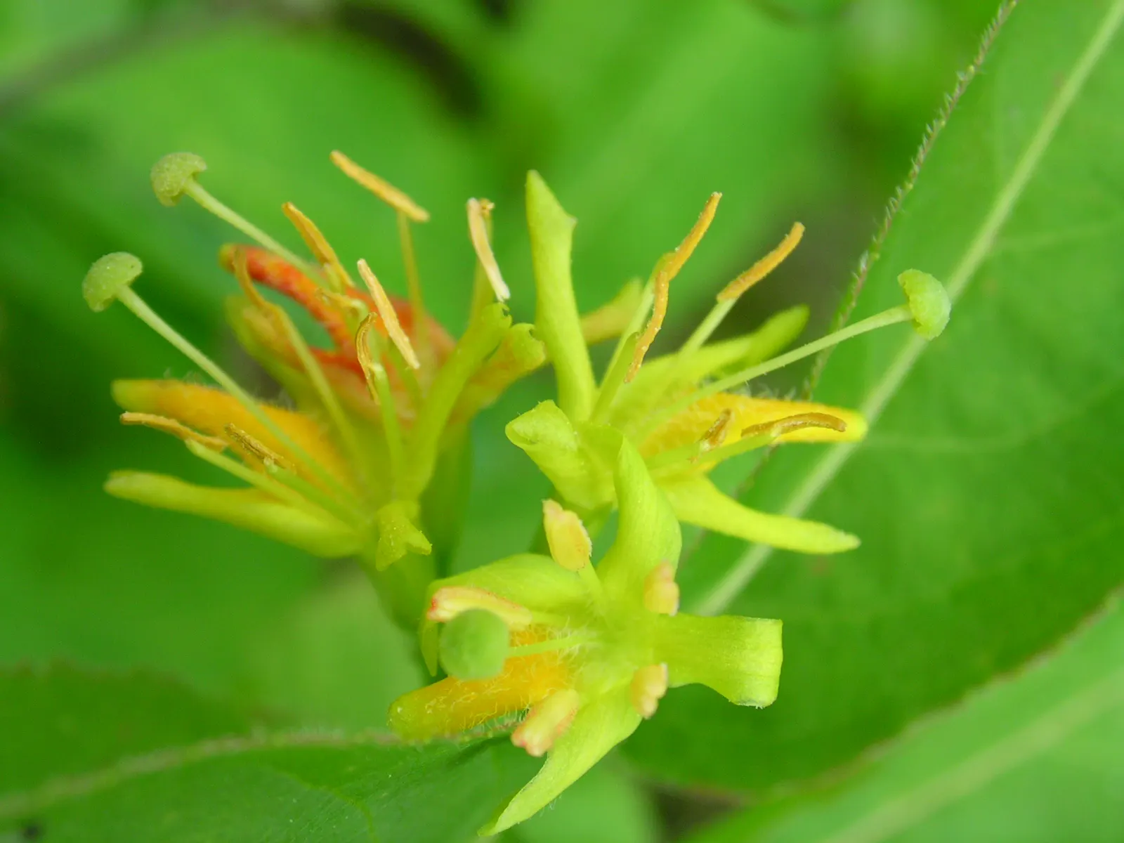 Northern Bush Honeysuckle (Diervilla Lonicera) — The Northern Bush Honeysuckle (Diervilla lonicera) is a resilient; ideal for erosion control on, image 43