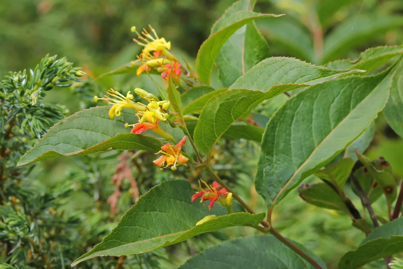 Northern Bush Honeysuckle (Diervilla Lonicera) — It's an ideal selection both for its aesthetic appeal and ecological benefits
