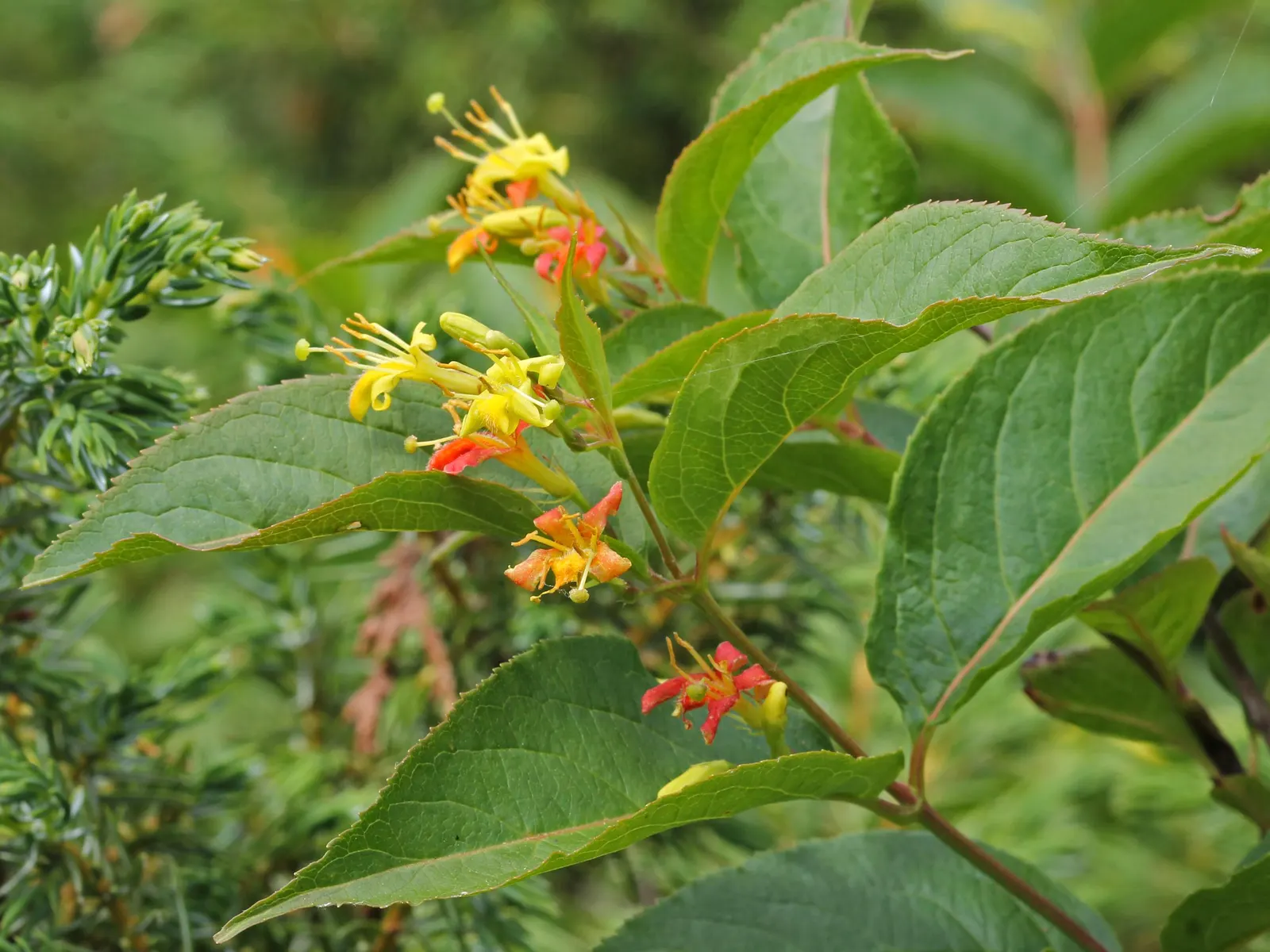 Northern Bush Honeysuckle (Diervilla Lonicera) — Its ovate leaves and funnel-shaped, yellow flowers offer a natural charm from late spring to early summer