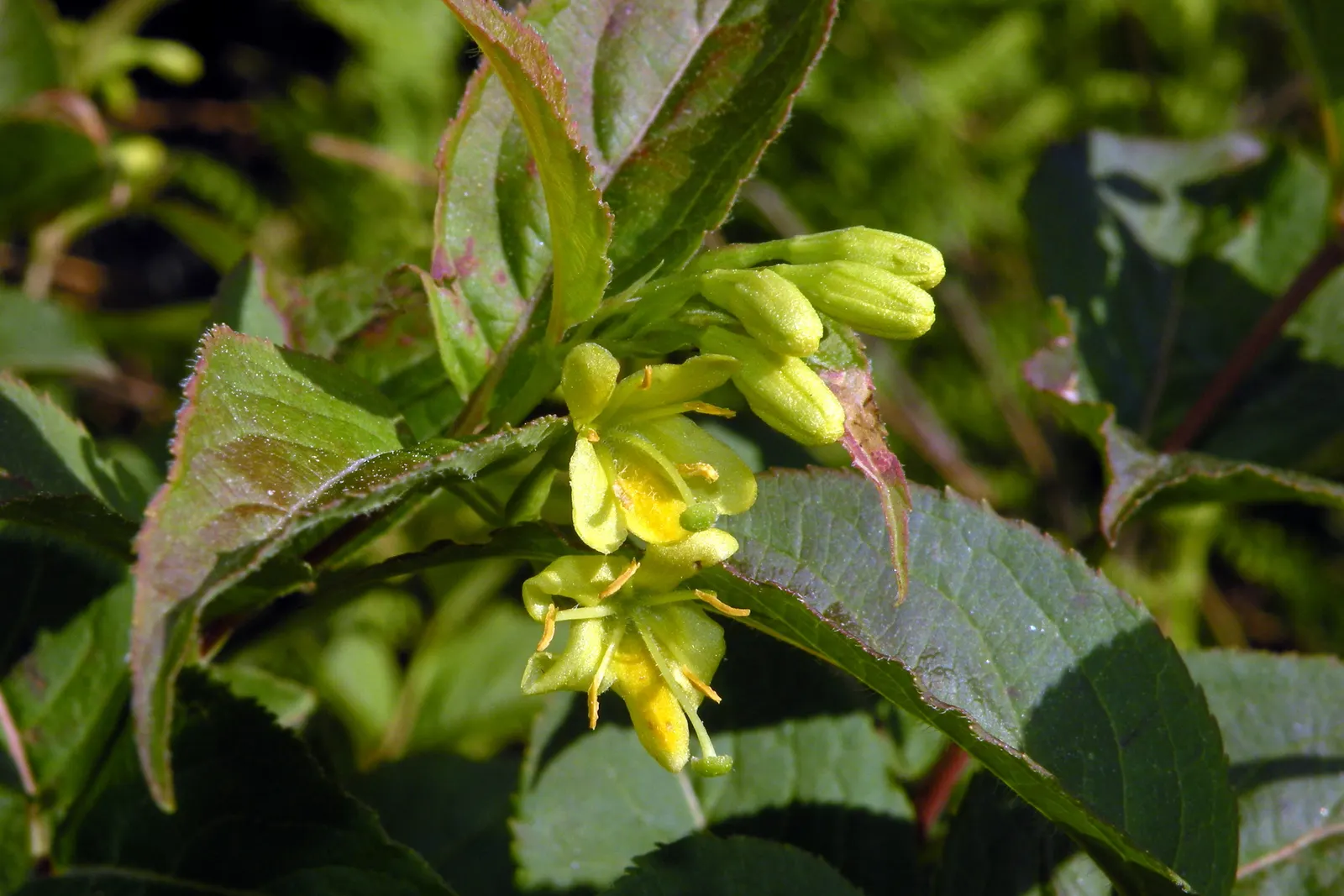Northern Bush Honeysuckle (Diervilla Lonicera) — the Northern Bush Honeysuckle forms a dense