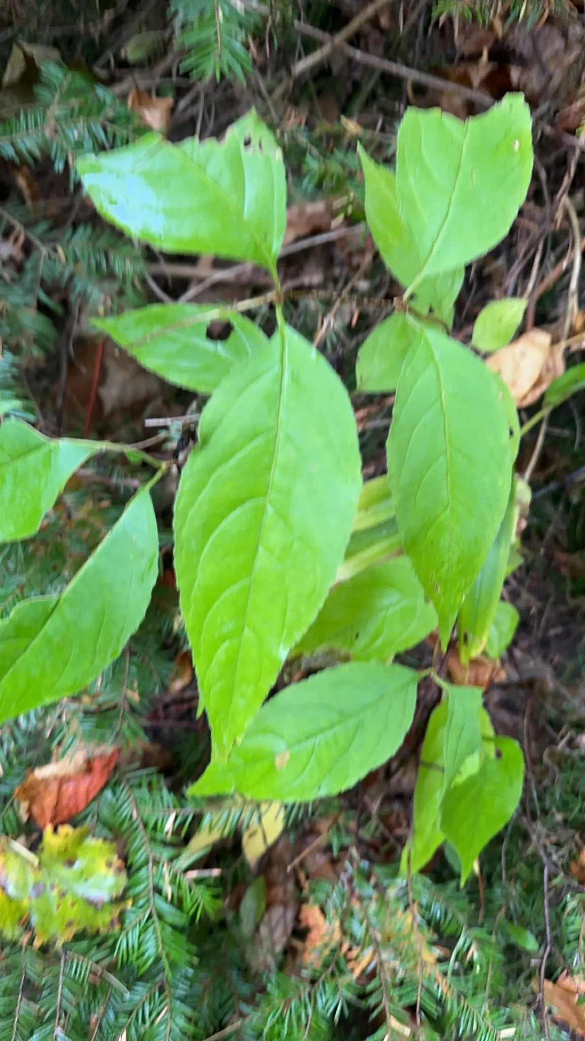 Northern Bush Honeysuckle (Diervilla Lonicera) — It thrives in well-drained soils and is quite adaptable, tolerating both partial shade and full sun