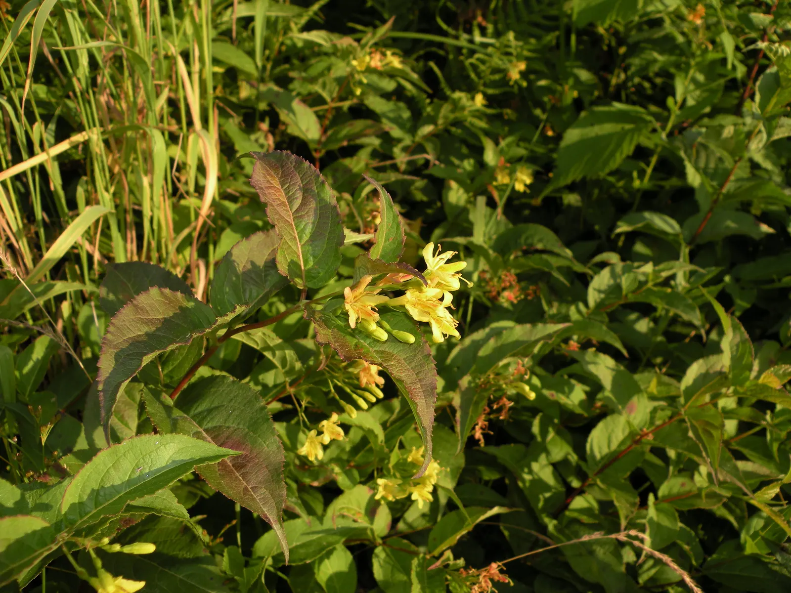 Northern Bush Honeysuckle (Diervilla Lonicera) — The flowers give way to slender