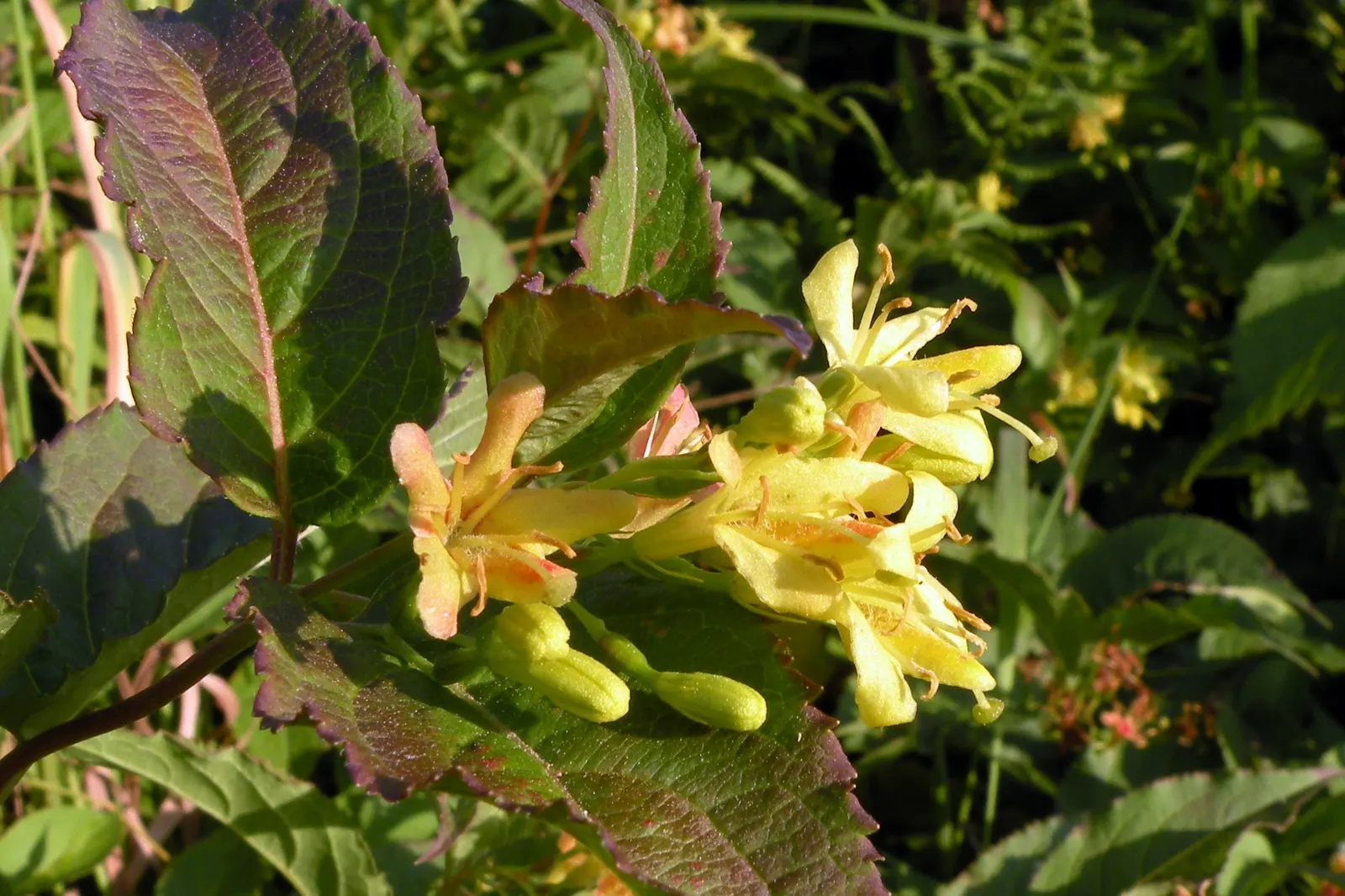 Northern Bush Honeysuckle (Diervilla Lonicera) — native to the cooler regions of North America