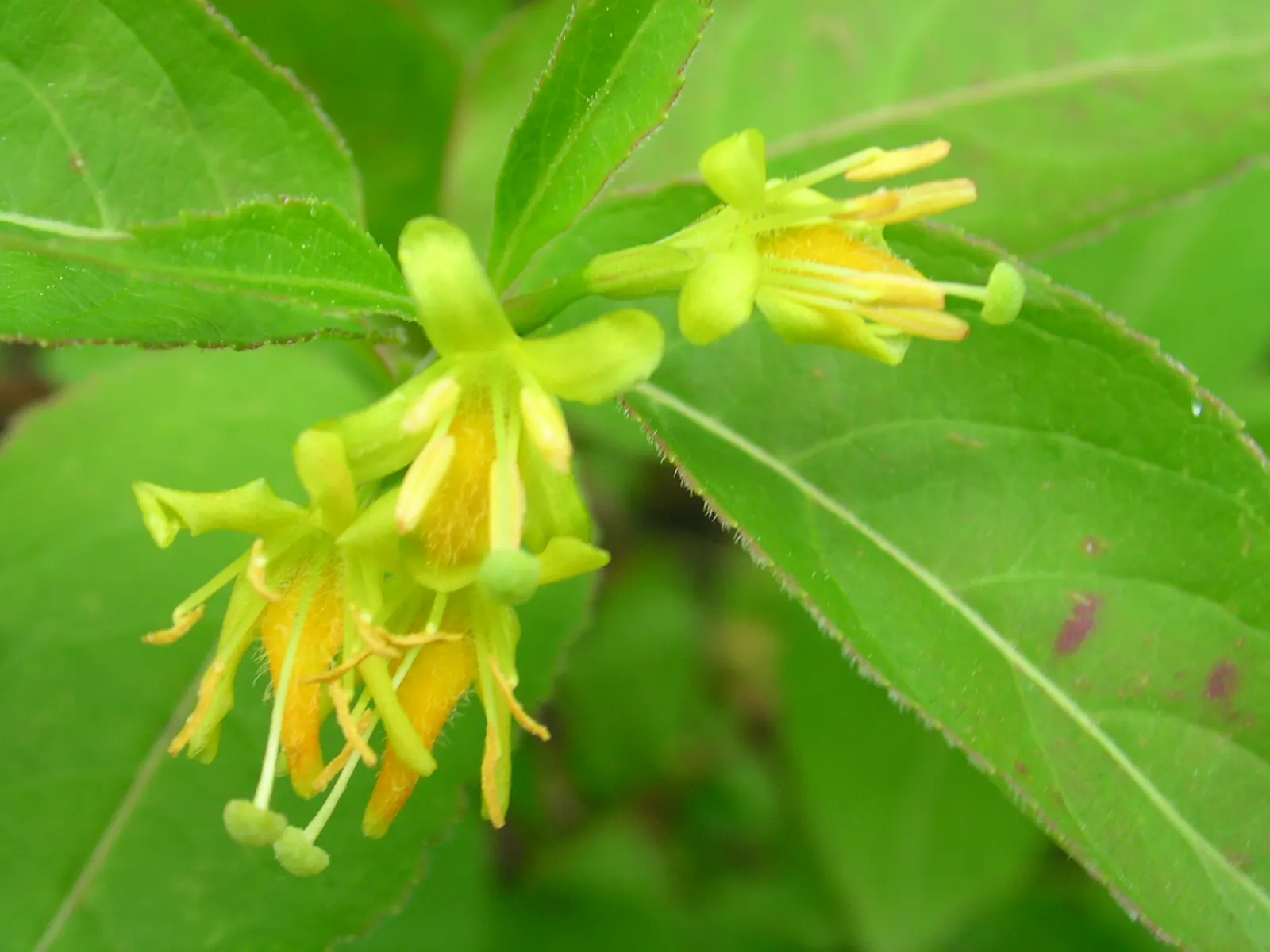 Northern Bush Honeysuckle (Diervilla Lonicera) — the plant boasts tubular yellow flowers; it thrives in well-drained soils and is quite adaptable, tolerating