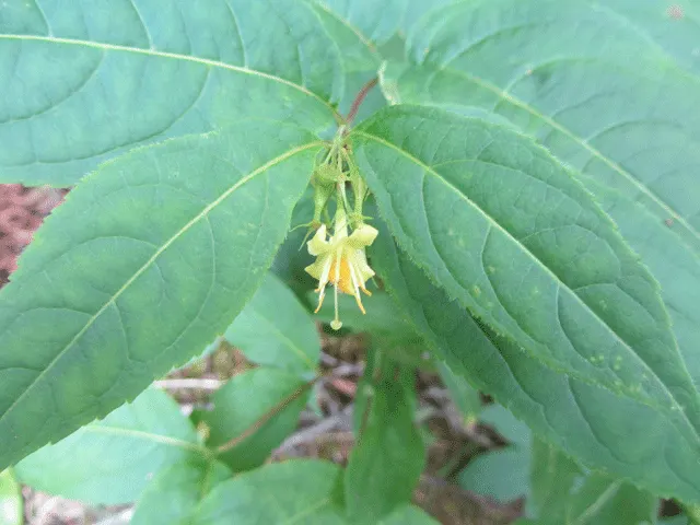 Northern Bush Honeysuckle (Diervilla Lonicera) — Ideal for erosion control on slopes, it thrives in zones 3-7, preferring sun to partial shade, image 25