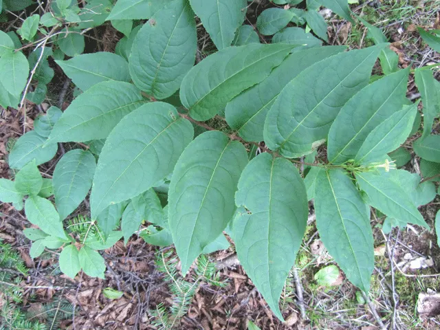 Northern Bush Honeysuckle (Diervilla Lonicera) — the plant boasts tubular yellow flowers