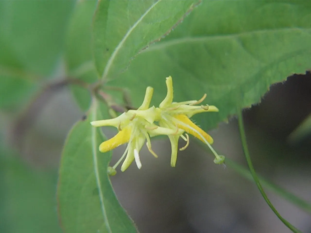Northern Bush Honeysuckle (Diervilla Lonicera) — which attract a variety of pollinators including bees and butterflies; ideal for erosion control on slopes, it