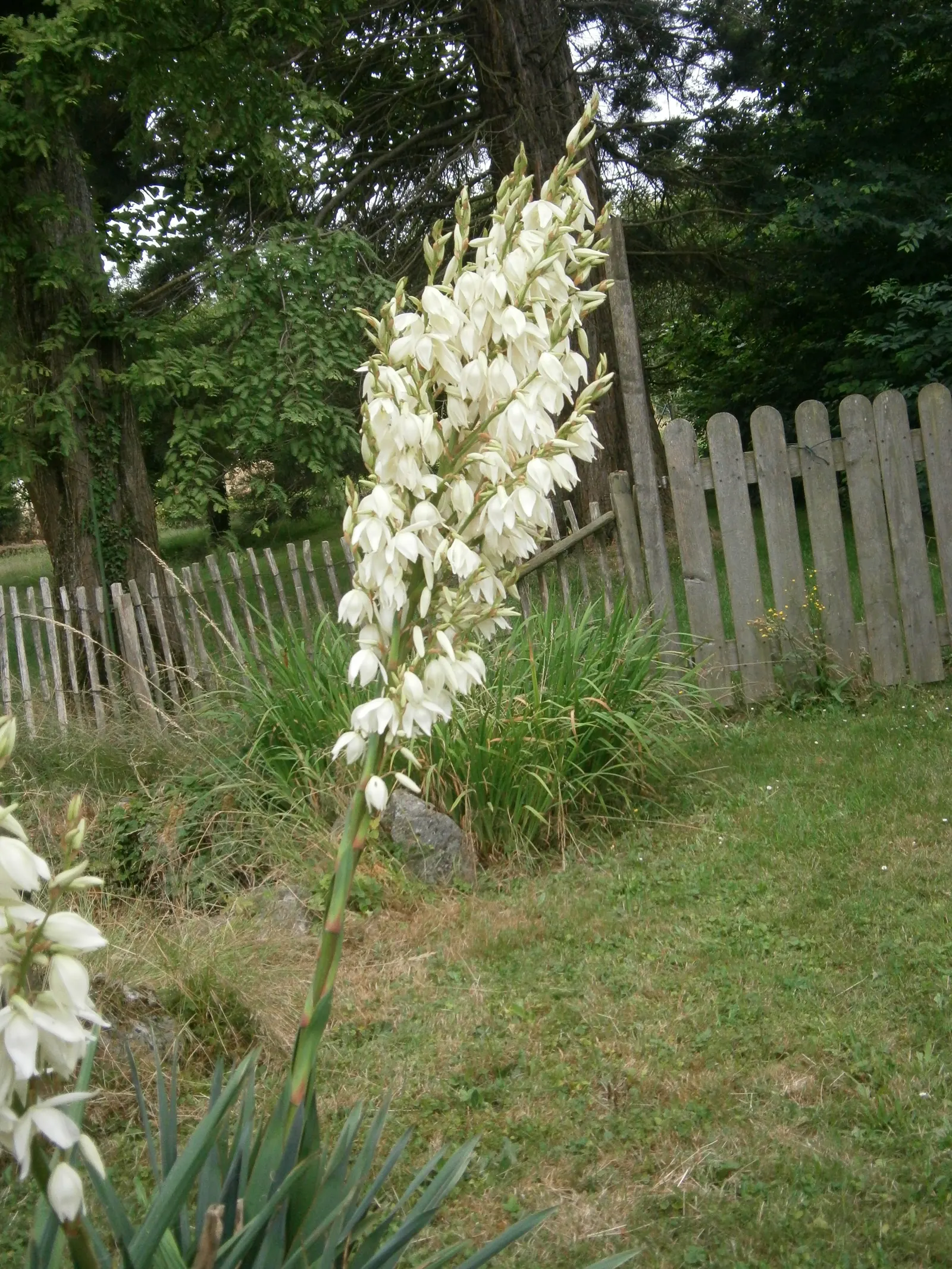 Adam's Needle (Yucca Filamentosa) — adding to its visual appeal.<br><br>As a landscape architect; shrub for full