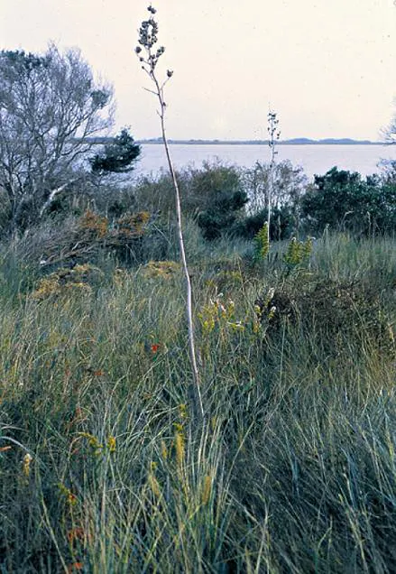 Adam's Needle (Yucca Filamentosa) — shrub for full