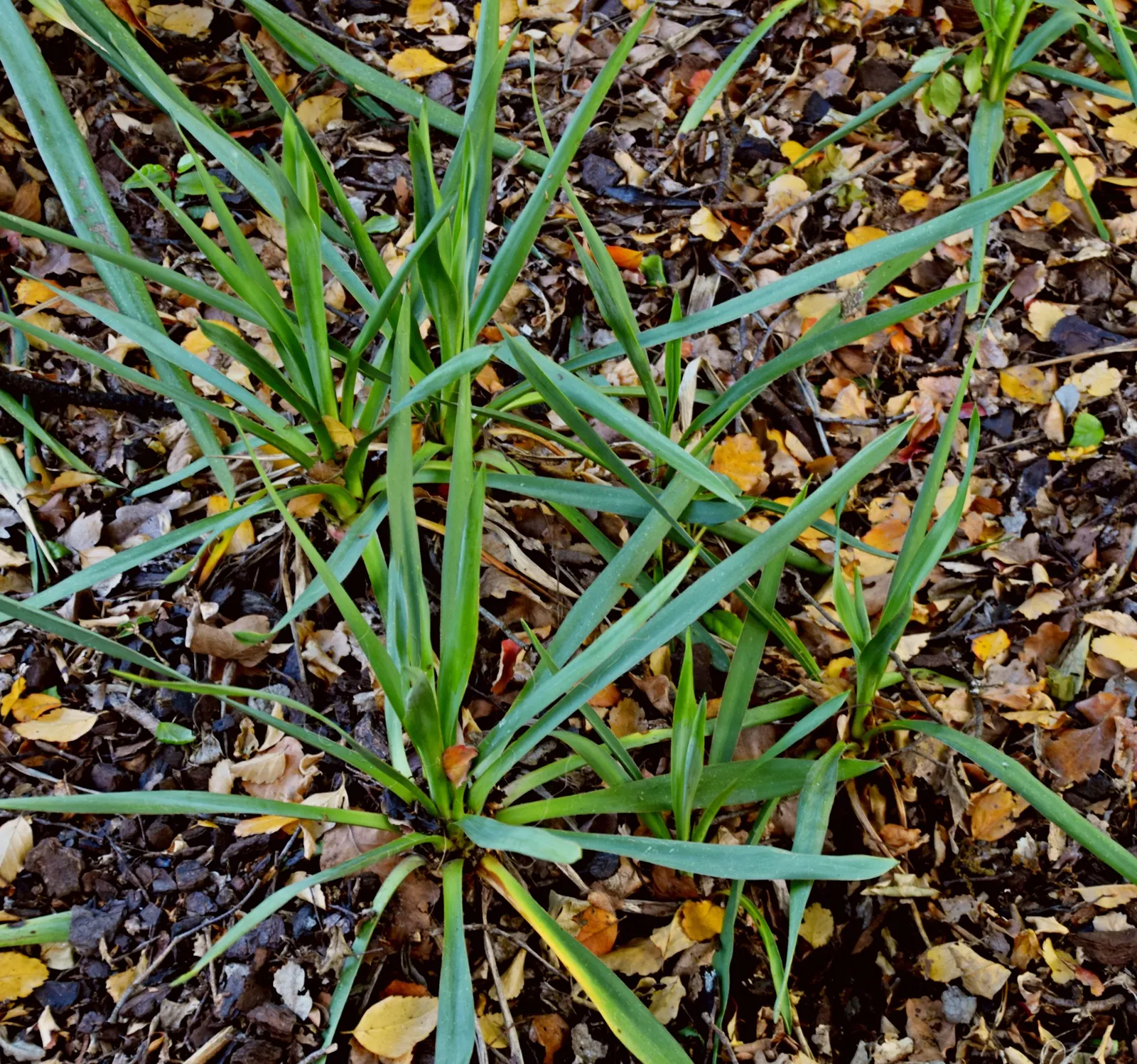Adam's Needle (Yucca Filamentosa) — is a distinctive evergreen perennial ideally suited to a xeriscape or water-wise garden; shrub with white blooms