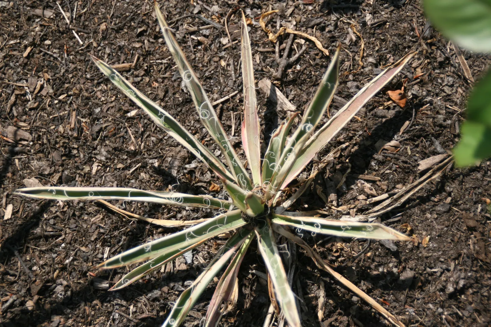 Adam's Needle (Yucca Filamentosa) — typically reaching a height and spread of 3 to 5 feet; or planted in groups for a dramatic effect