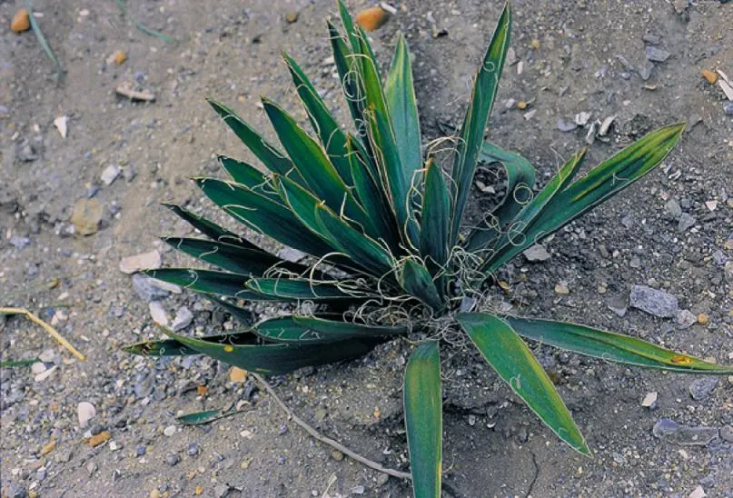 Adam's Needle (Yucca Filamentosa) — admired for its rosettes of sword-like leaves that reach 2-3 ft in length and up to 3 inches wide; each typically ranging