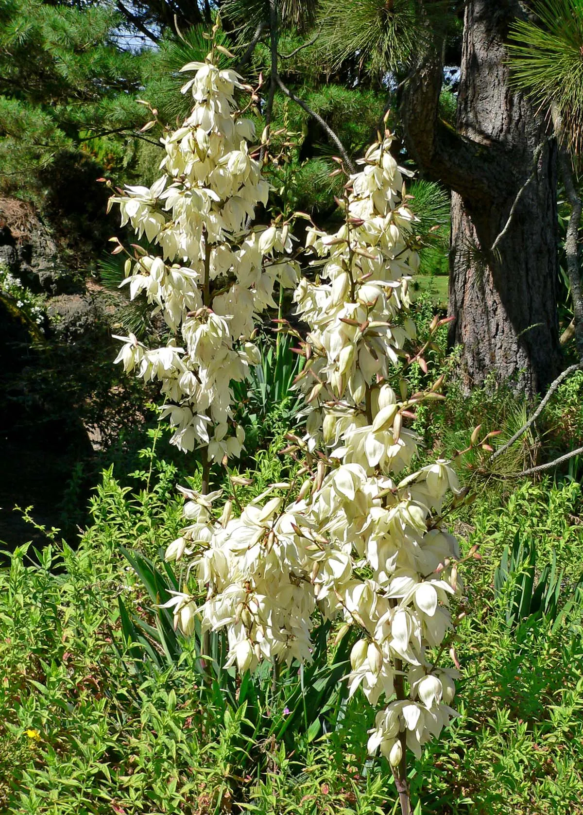 Adam's Needle (Yucca Filamentosa) — it's essential to note that Yucca filamentosa is drought-tolerant once established; scientifically known as Yucca
