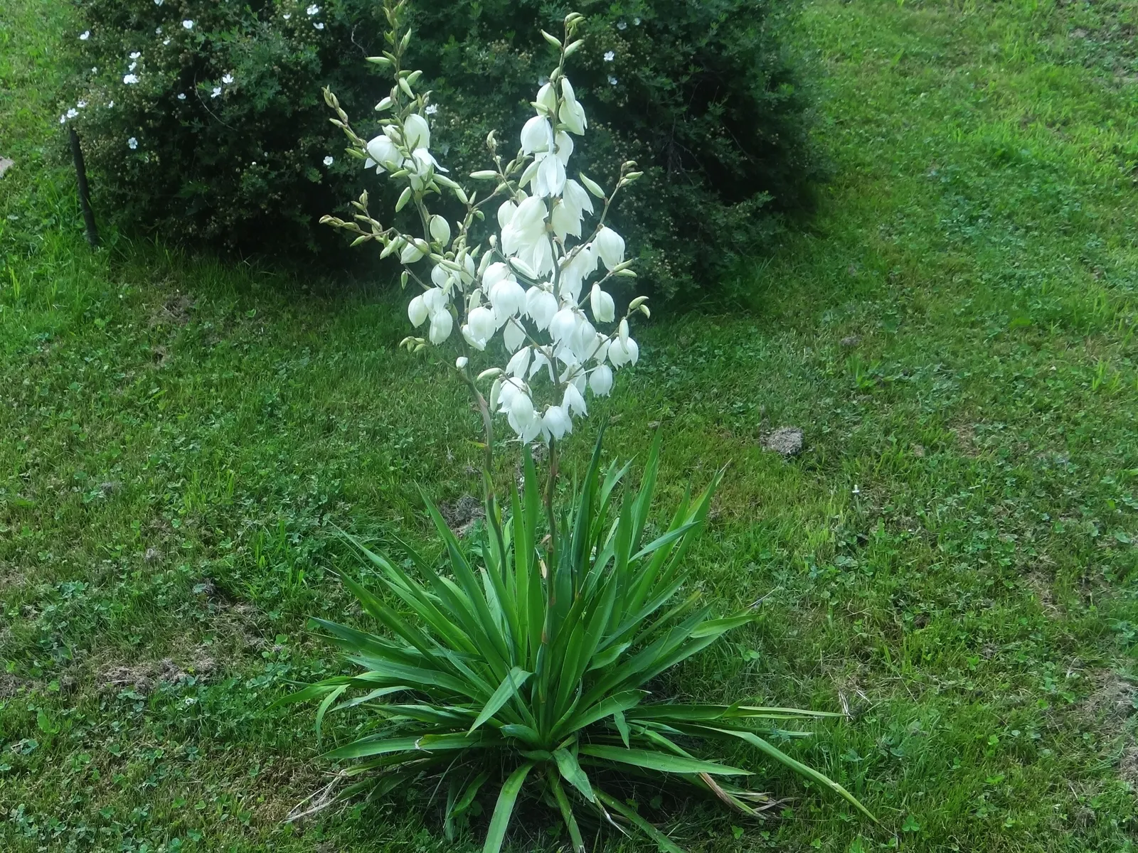 Adam's Needle (Yucca Filamentosa) — The leaves are a striking bluish-green