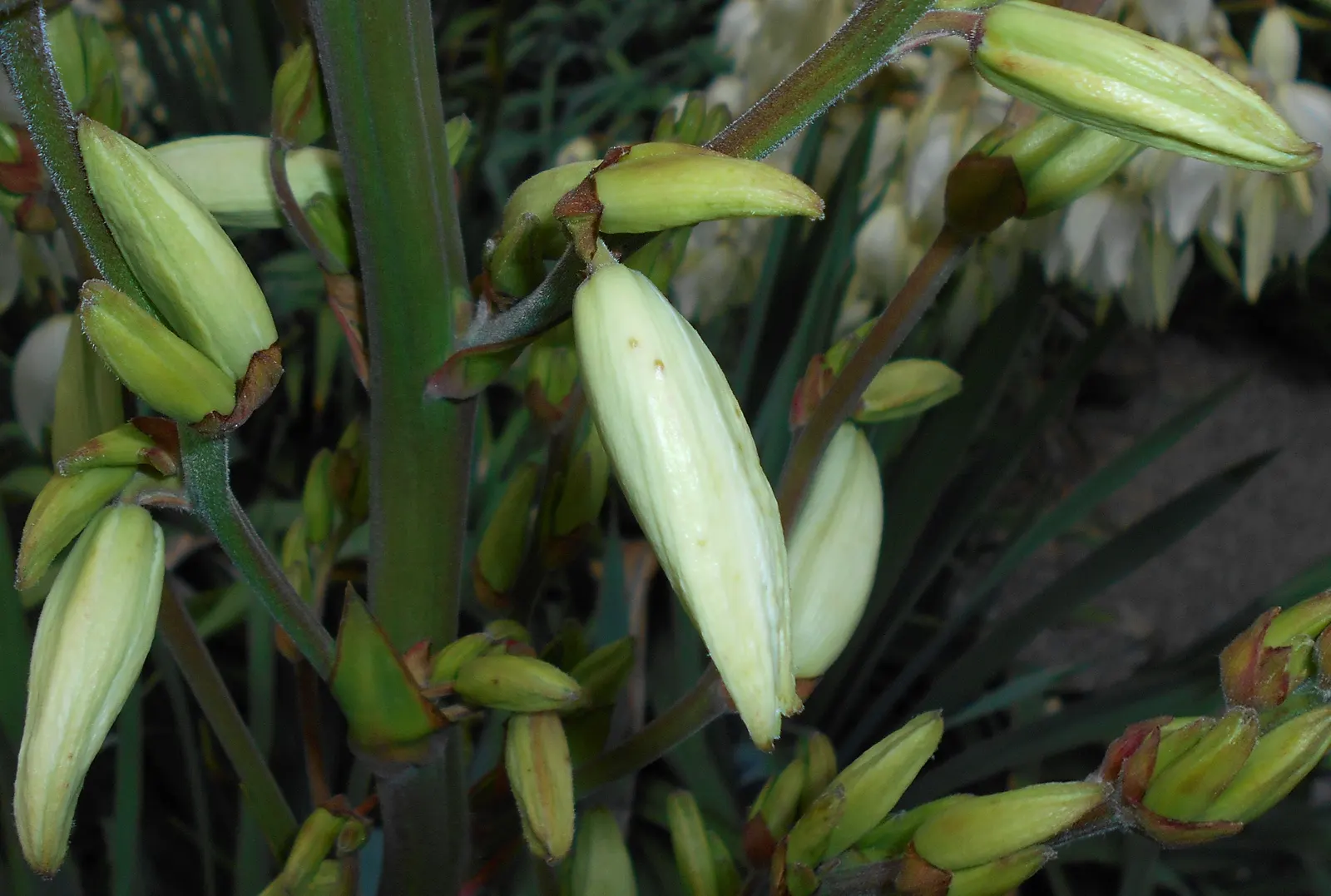 Adam's Needle (Yucca Filamentosa) — making it a low-maintenance choice for gardeners seeking resilient plants