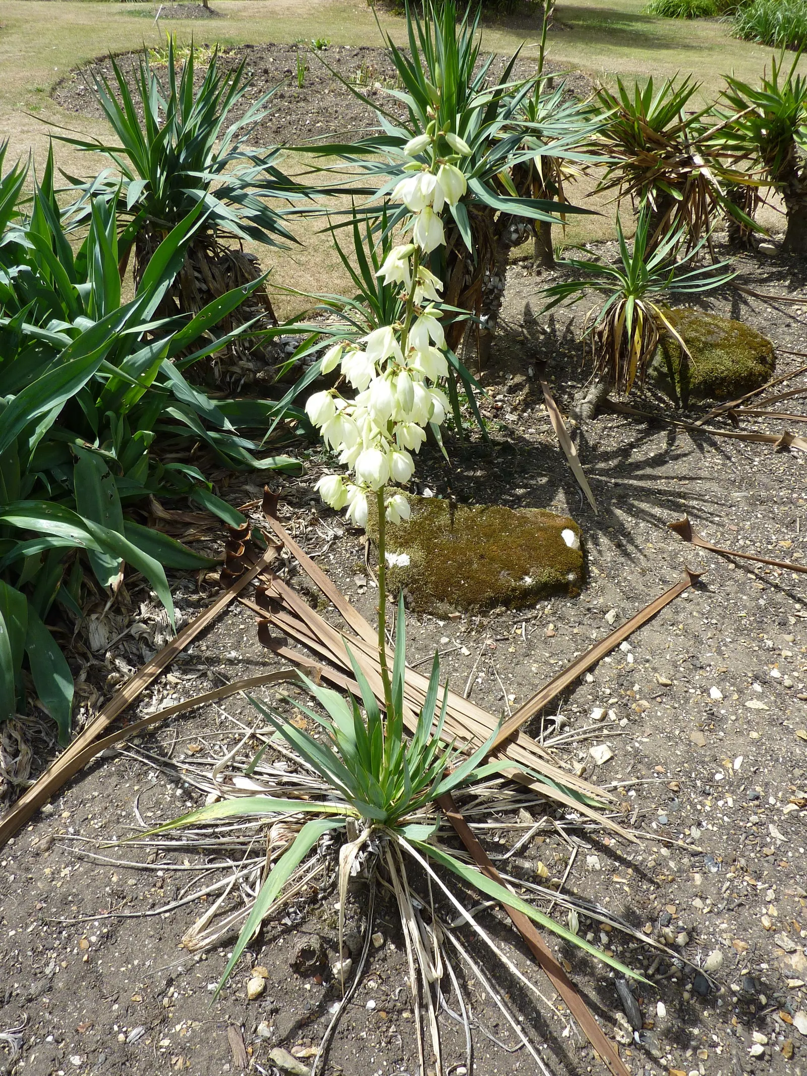 Adam's Needle (Yucca Filamentosa) — or planted in groups for a dramatic effect