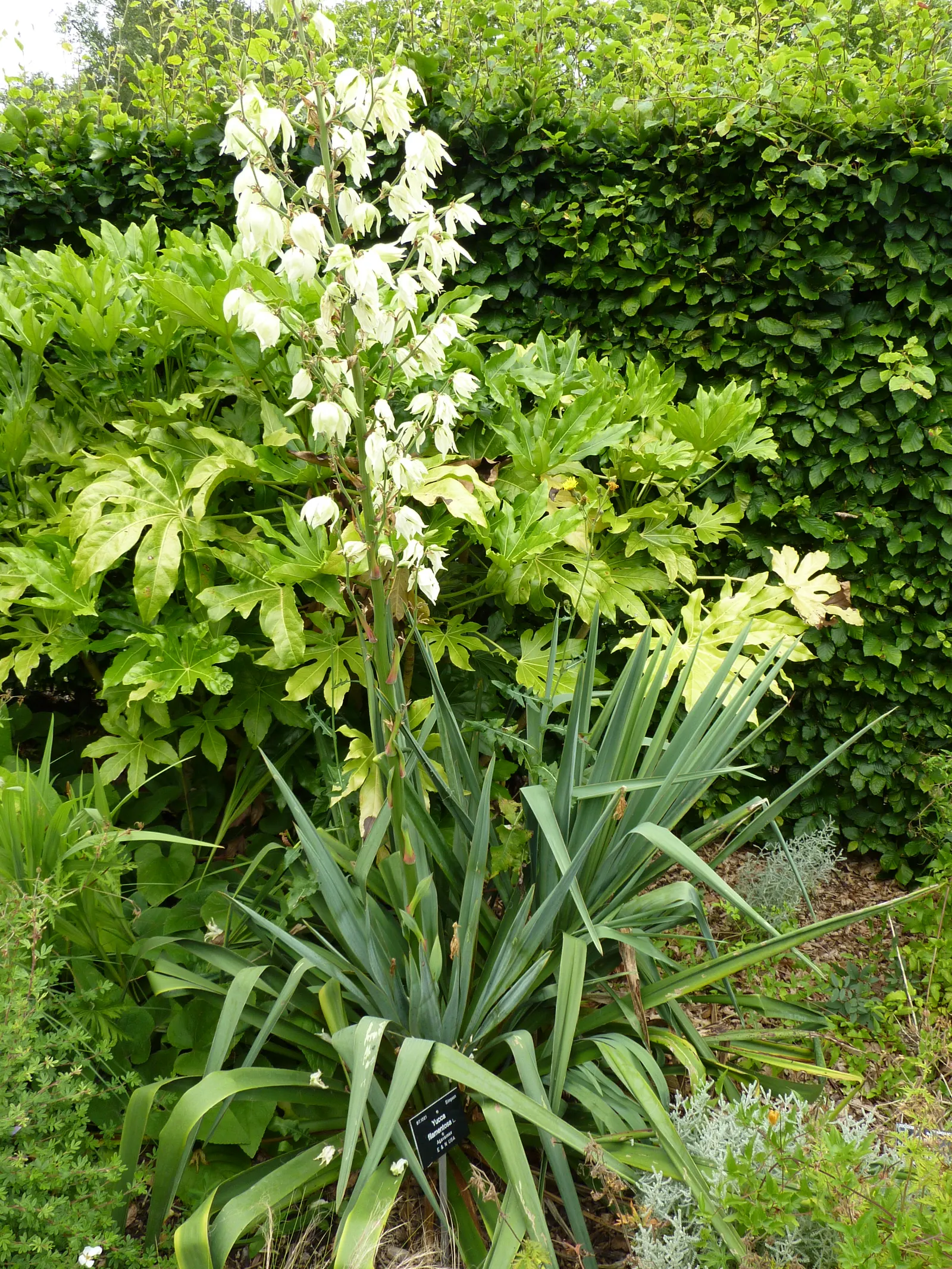 Adam's Needle (Yucca Filamentosa) — making it a low-maintenance choice for gardeners seeking resilient plants, image 41