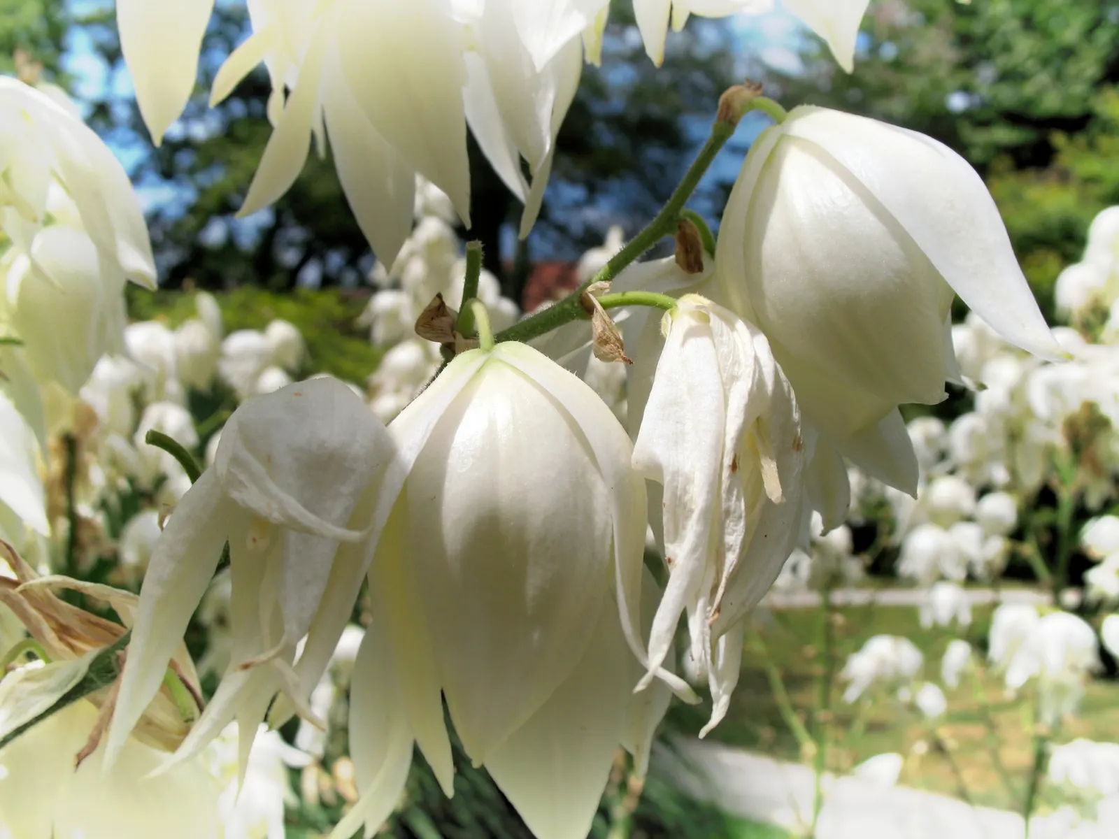 Adam's Needle (Yucca Filamentosa) — Yucca filamentosa can be placed in the foreground of beds or borders