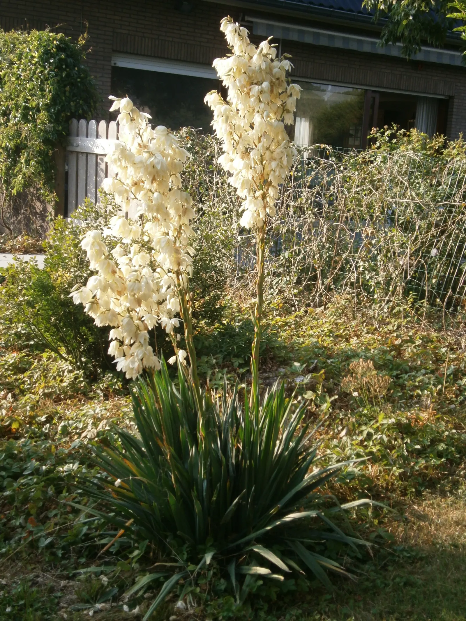 Adam's Needle (Yucca Filamentosa) — It prefers well-drained soil; adam's Needle (Yucca filamentosa) is a hardy