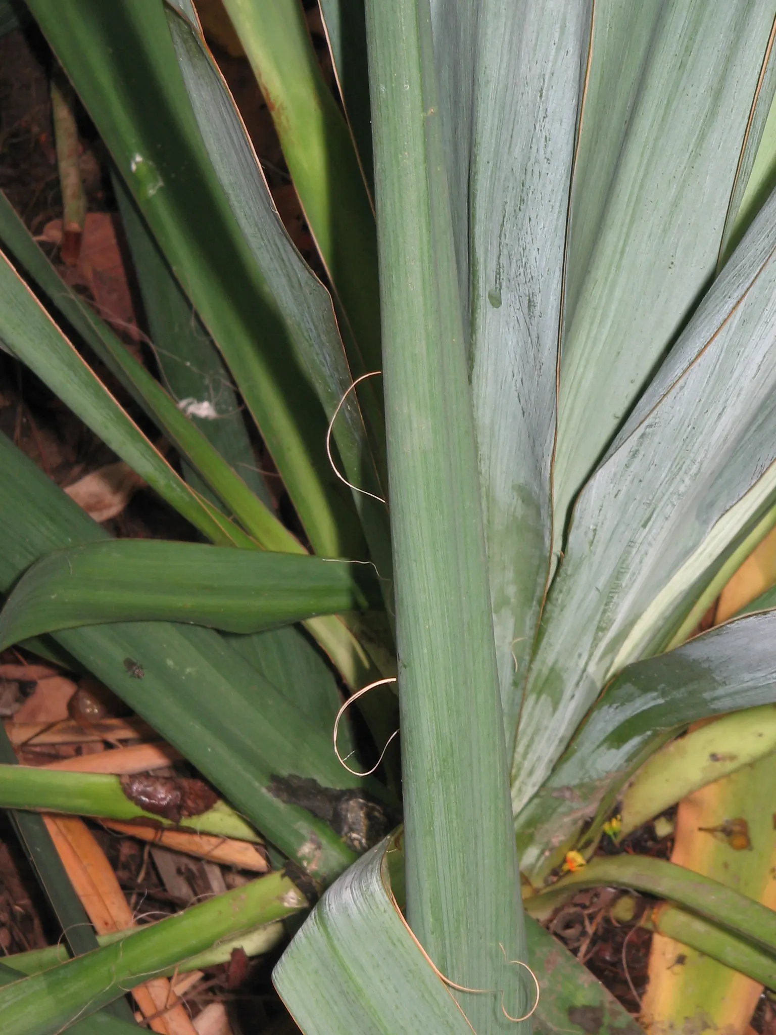 Adam's Needle (Yucca Filamentosa) — Its hardiness zones are 4 through 11, and it thrives in full sun to partial shade