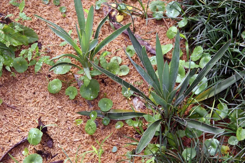 Adam's Needle (Yucca Filamentosa) — used as an accent or specimen plant; with its rosette of sword-shaped leaves, this native North American plant provides