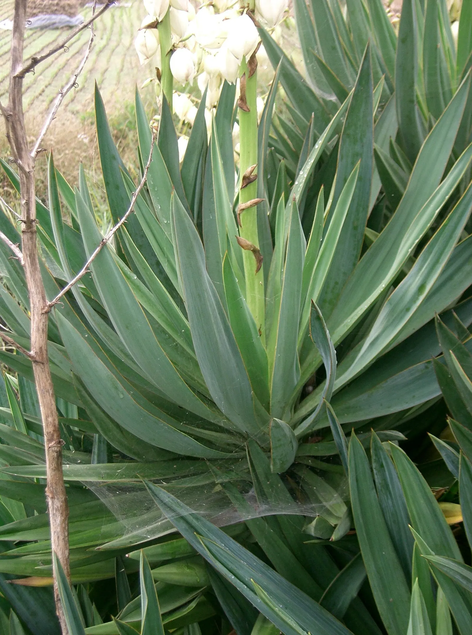 Adam's Needle (Yucca Filamentosa) — scientifically known as Yucca filamentosa; typically reaching a height and spread of 3 to 5 feet, image 88