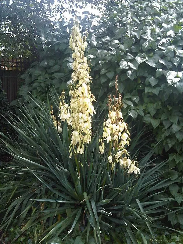 Adam's Needle (Yucca Filamentosa) — marked by curly filaments; the plant produces ivory white