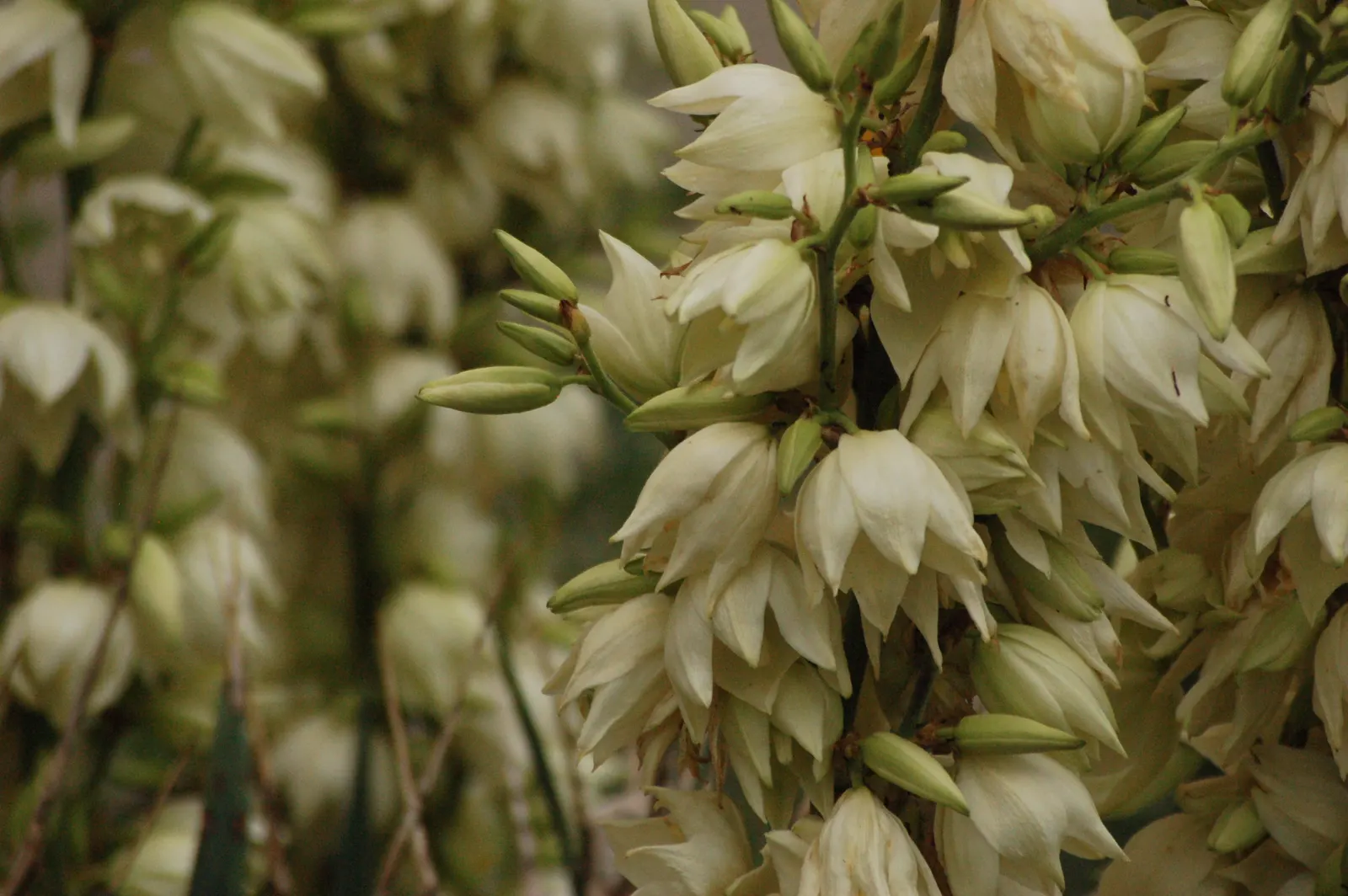 Adam's Needle (Yucca Filamentosa) — When incorporating this plant into your client's garden