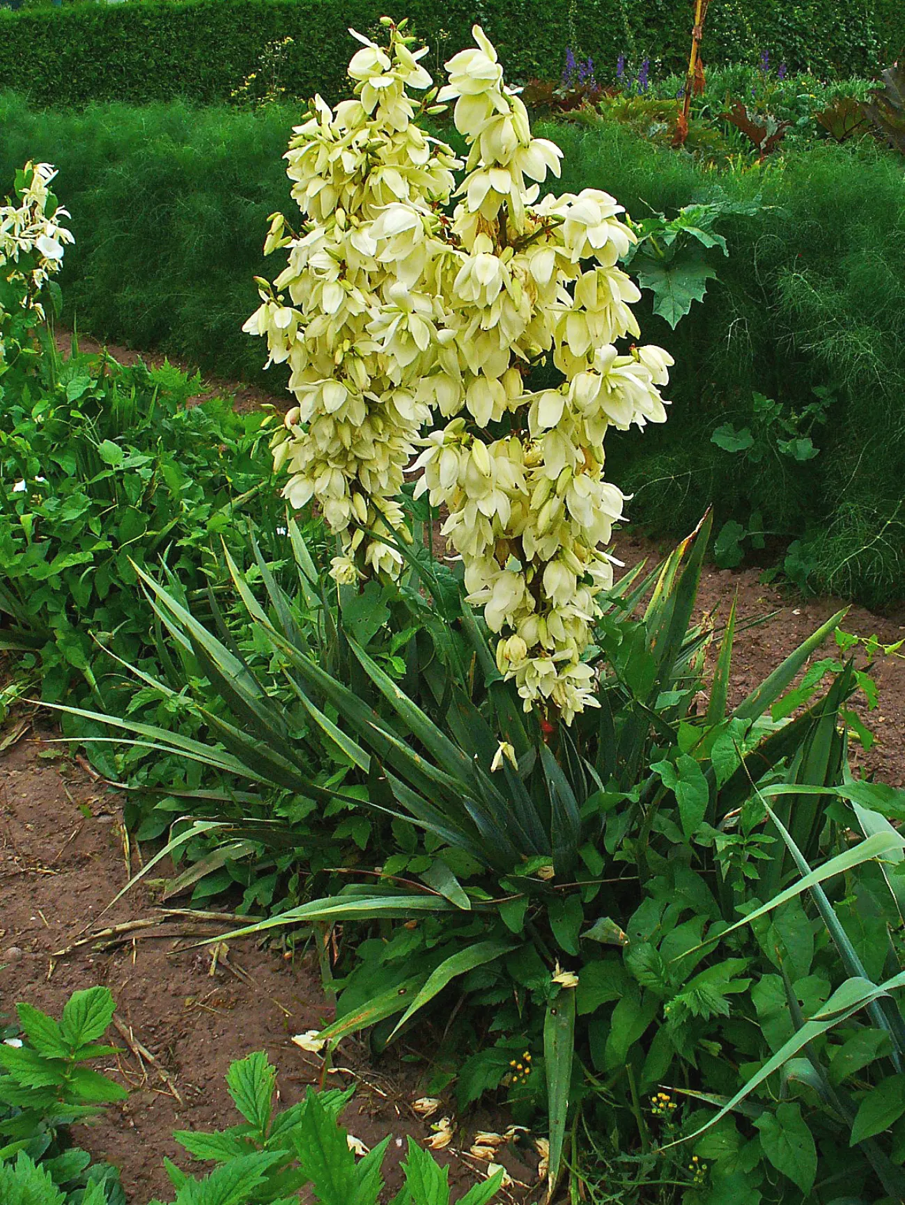 Adam's Needle (Yucca Filamentosa) — and is drought-tolerant once established; adding to its visual appeal.<br><br>As a landscape architect