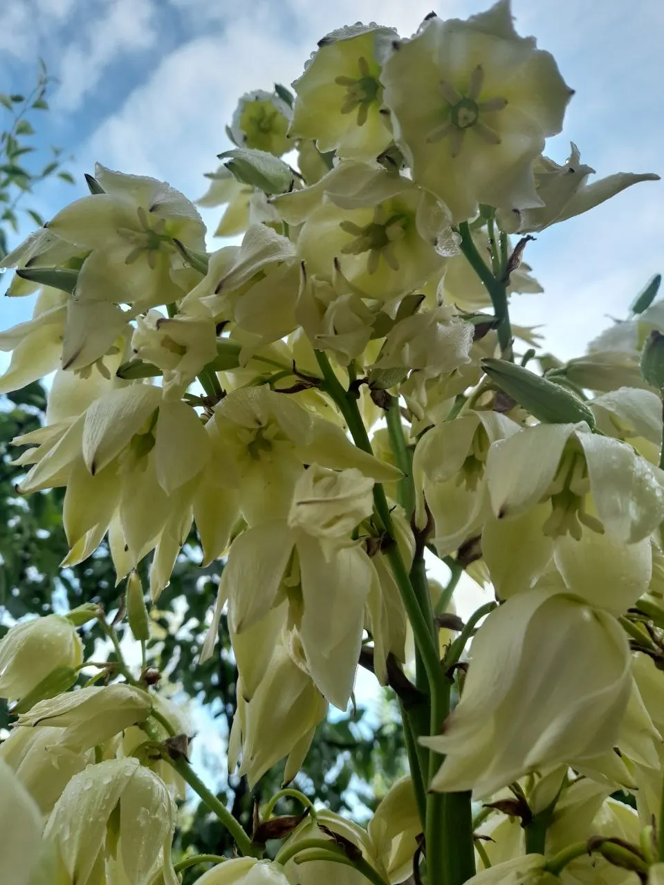 Adam's Needle (Yucca Filamentosa) — ensure it has ample space to accommodate its mature size and the stunning flower spikes; marked by curly filaments