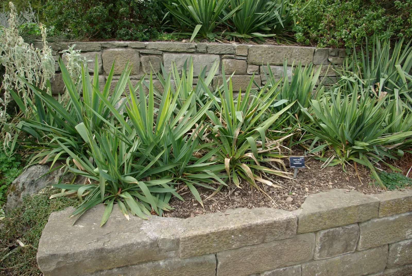 Adam's Needle (Yucca Filamentosa) — each typically ranging from 2 to 3 feet in length and about 2 to 3 inches wide; yucca filamentosa can be placed in the