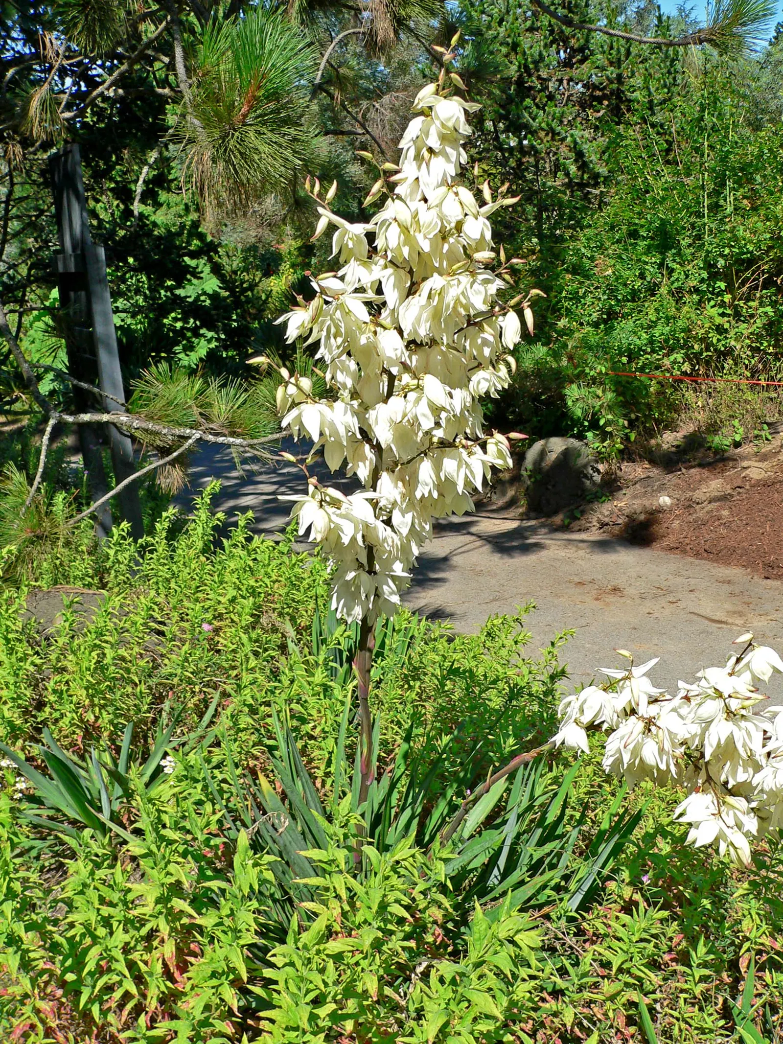 Adam's Needle (Yucca Filamentosa) — Its hardiness zones are 4 through 11, and it thrives in full sun to partial shade; used as an accent or specimen plant