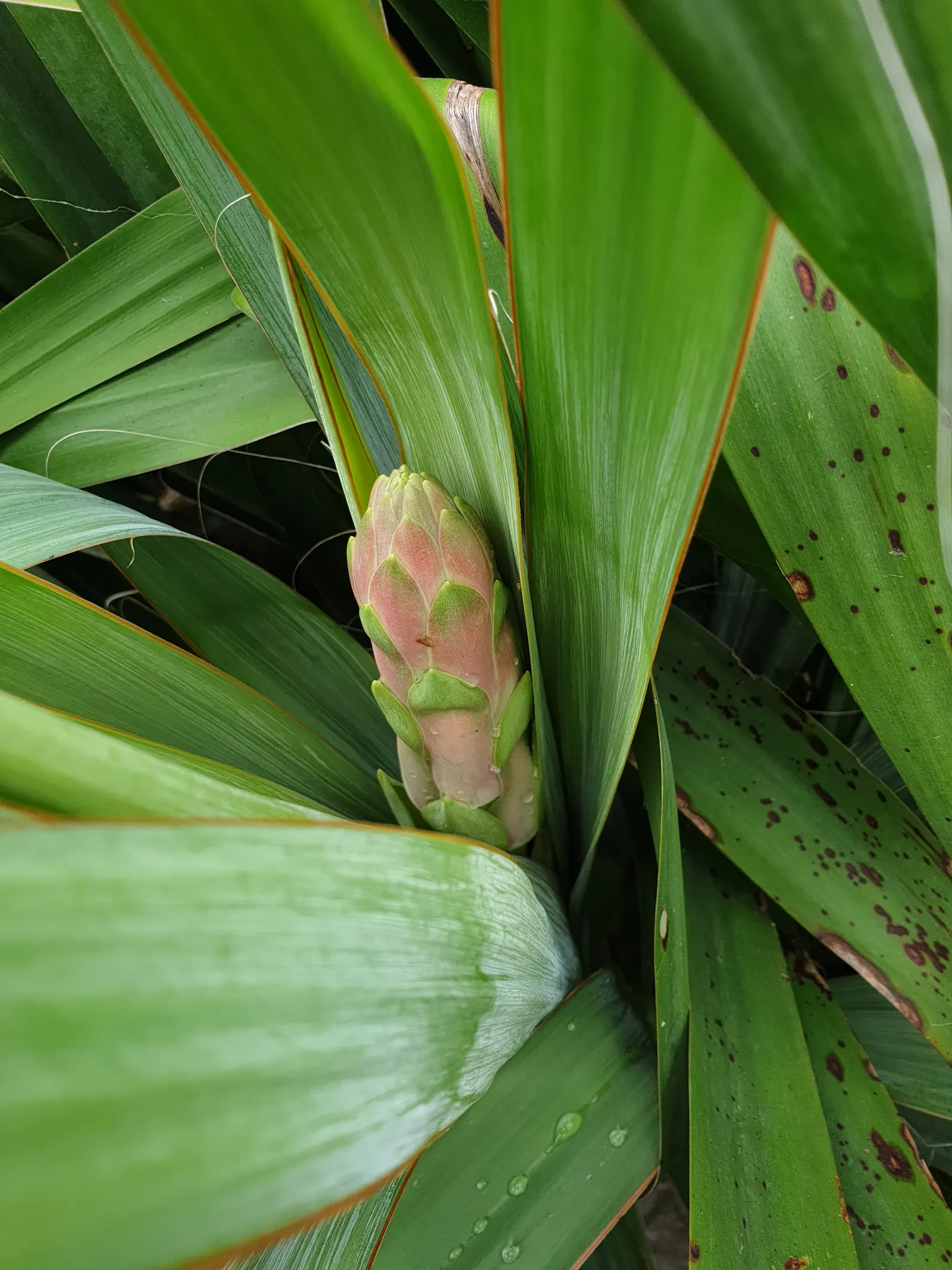 Adam's Needle (Yucca Filamentosa) — the plant produces ivory white; its hardiness zones are 4 through 11, and it thrives in full sun to partial shade