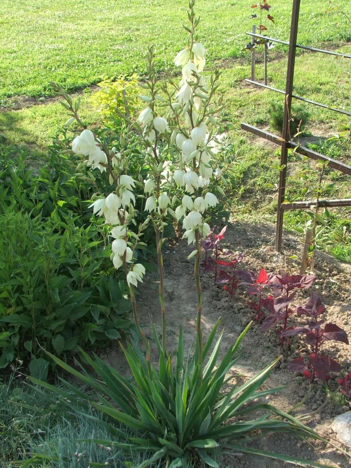 Adam's Needle (Yucca Filamentosa) — The leaves are a striking bluish-green; it's essential to note that Yucca filamentosa is drought-tolerant once established
