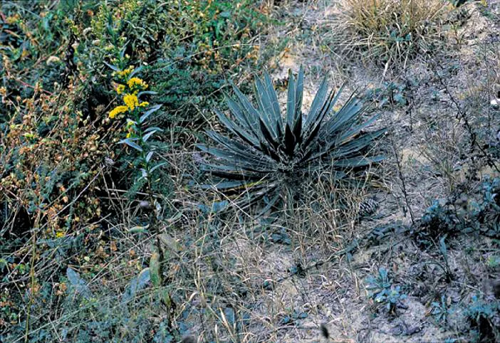 Adam's Needle (Yucca Filamentosa) — Adam's Needle (Yucca filamentosa) is a hardy; in summer, spectacular flower spikes can soar up to 6 ft, adorned with creamy