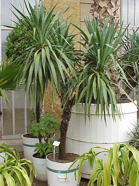 Adam's Needle (Yucca Filamentosa) — and is drought-tolerant once established; adding to its visual appeal.<br><br>As a landscape architect, image 87