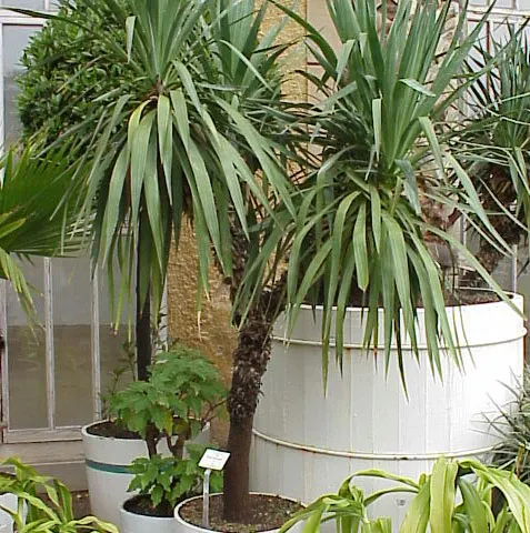 Adam's Needle (Yucca Filamentosa) — In summer, spectacular flower spikes can soar up to 6 ft, adorned with creamy white bell-shaped blossoms; white, image 85