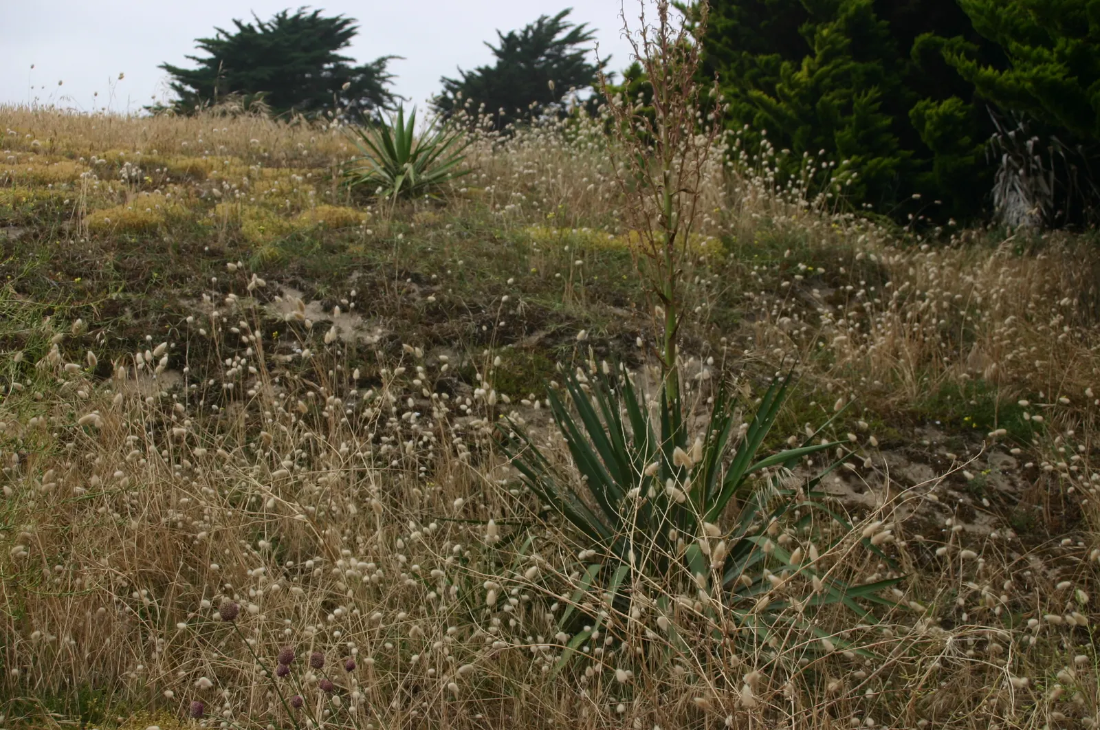 Adam's Needle (Yucca Filamentosa) — With its rosette of sword-shaped leaves, this native North American plant provides architectural interest; and is