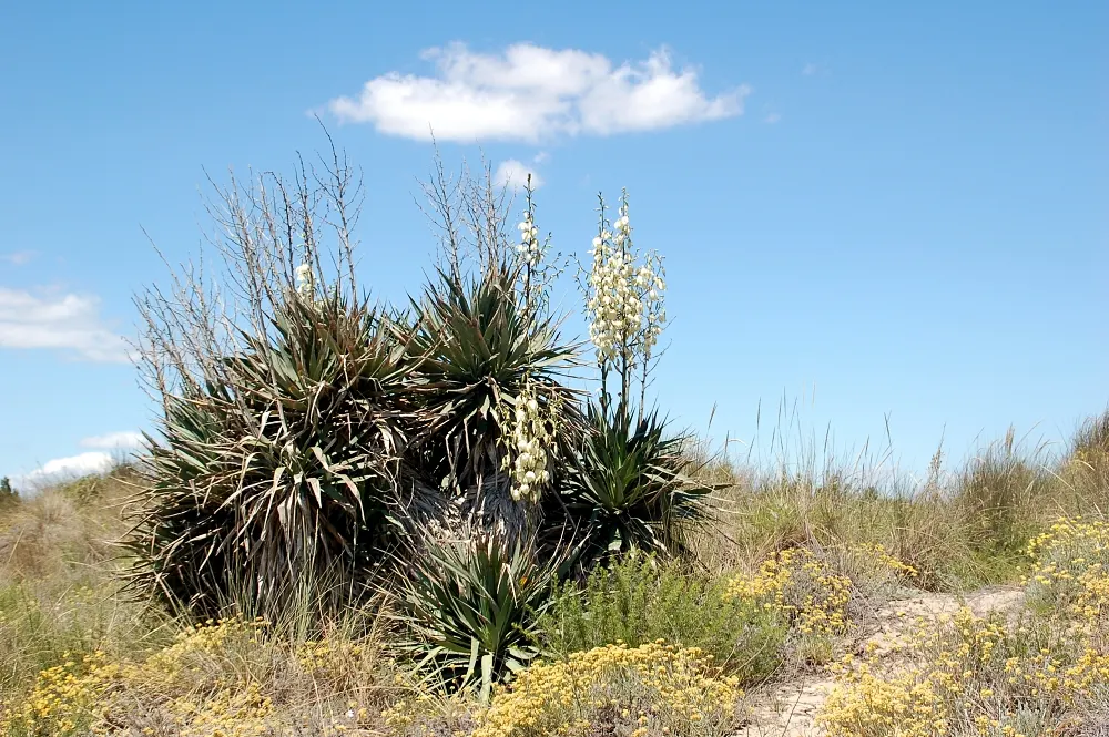Adam's Needle (Yucca Filamentosa) — shrub with white blooms