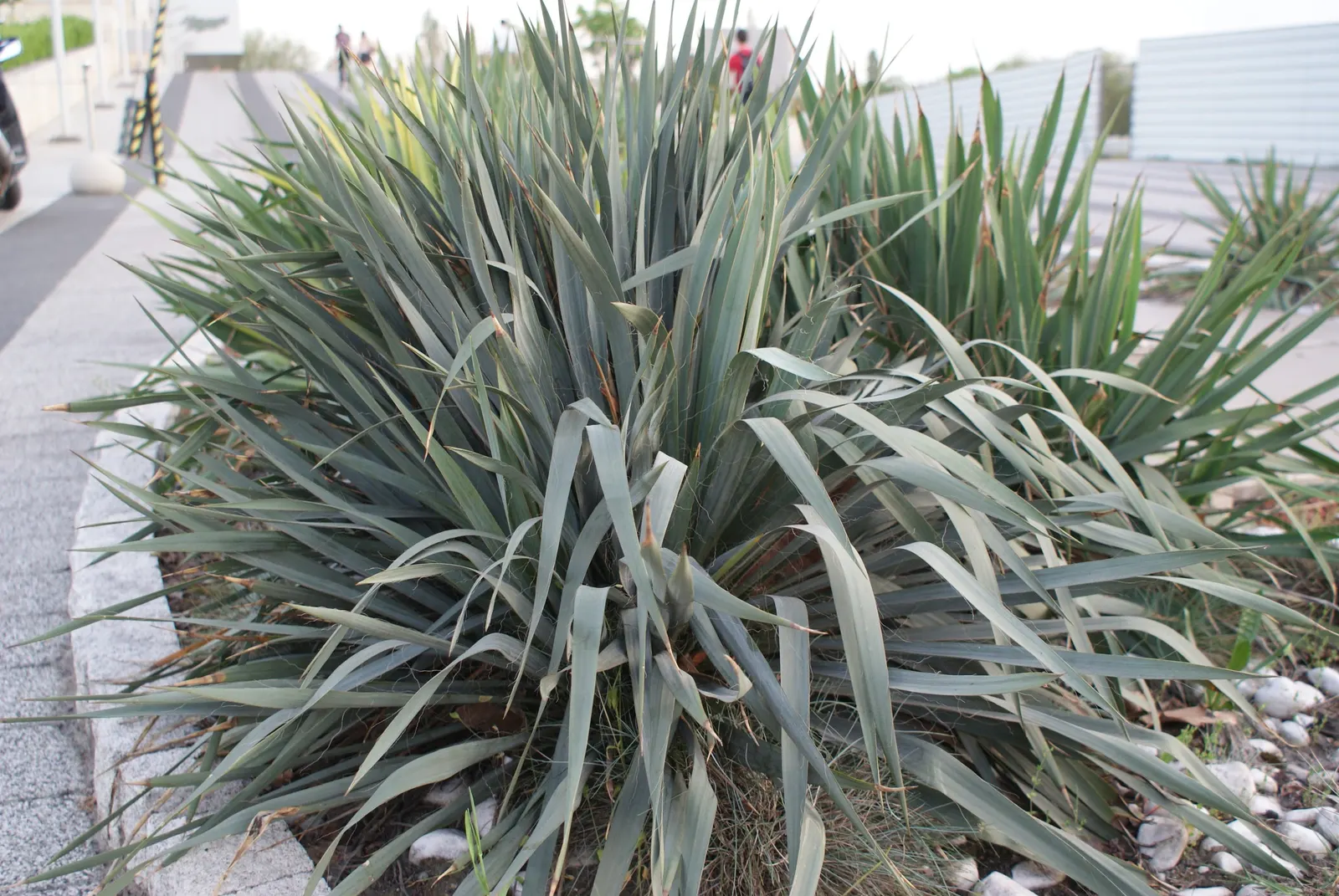 Adam's Needle (Yucca Filamentosa) — and with its ability to withstand dry conditions; is a distinctive evergreen perennial ideally suited to a xeriscape or