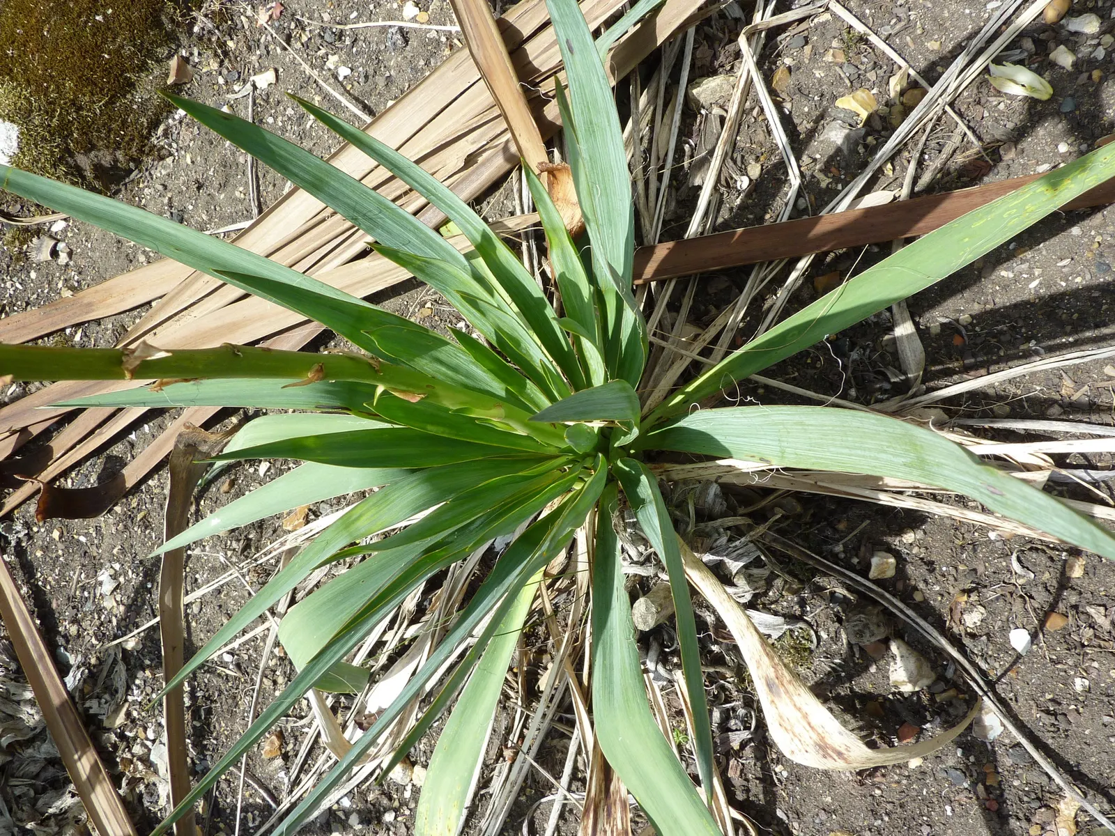 Adam's Needle (Yucca Filamentosa) — white flowers in the garden