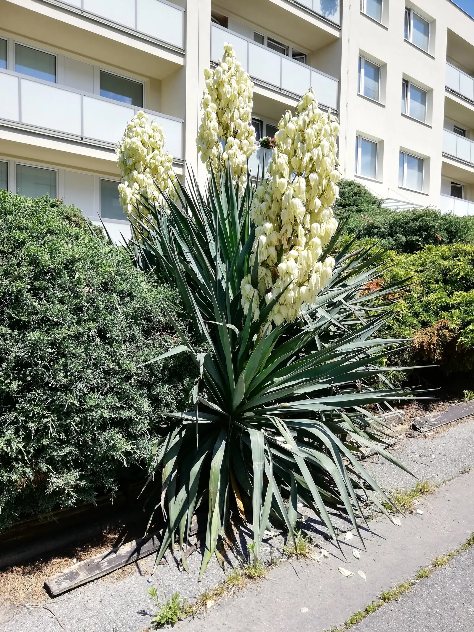 Adam's Needle (Yucca Filamentosa) — When incorporating this plant into your client's garden, image 50