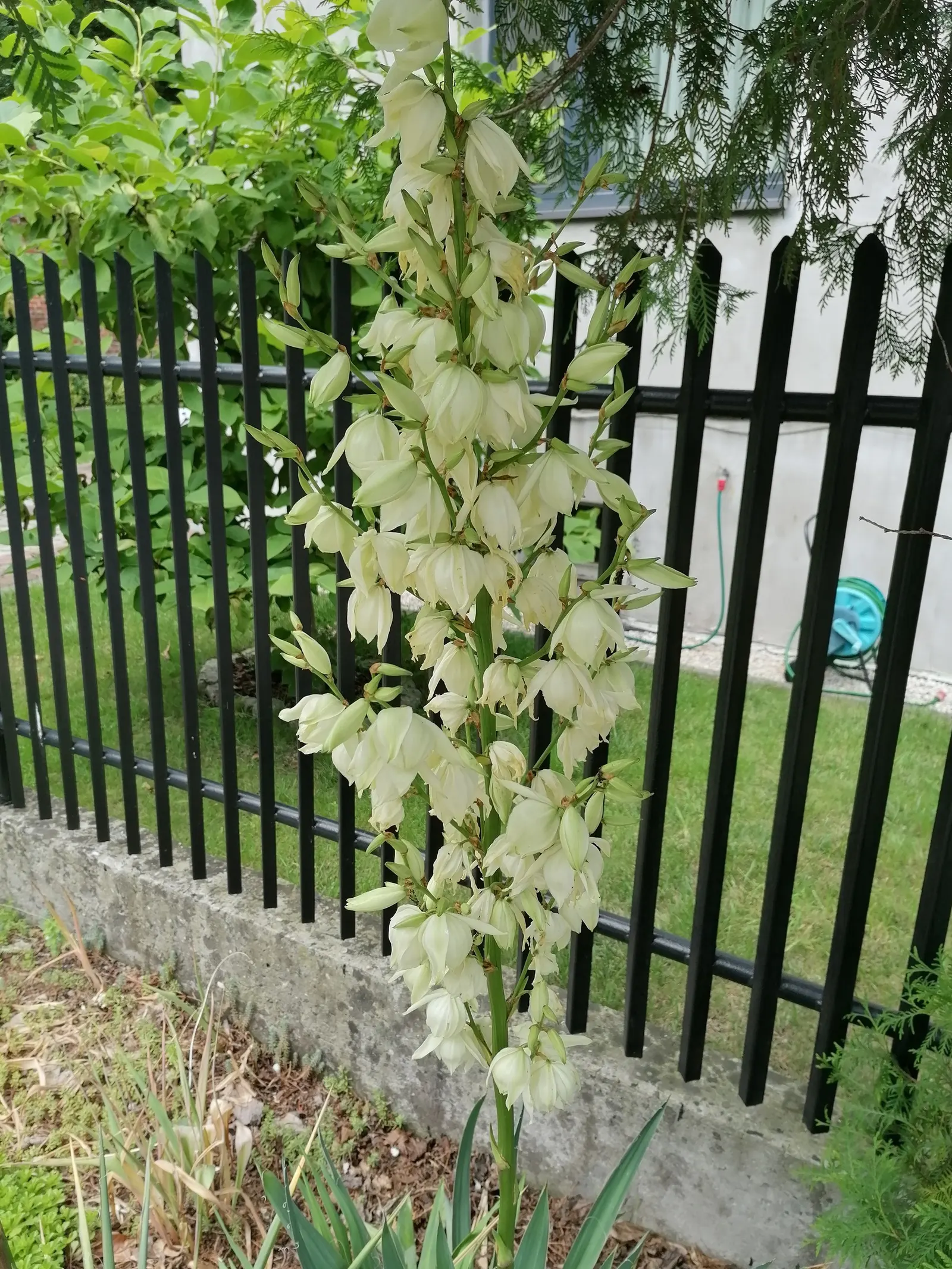 Adam's Needle (Yucca Filamentosa) — the plant produces ivory white; its hardiness zones are 4 through 11, and it thrives in full sun to partial, image 72