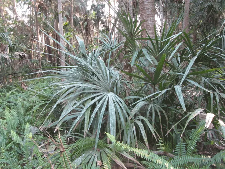 Adam's Needle (Yucca Filamentosa) — white flowers in the garden; the leaves are a striking bluish-green