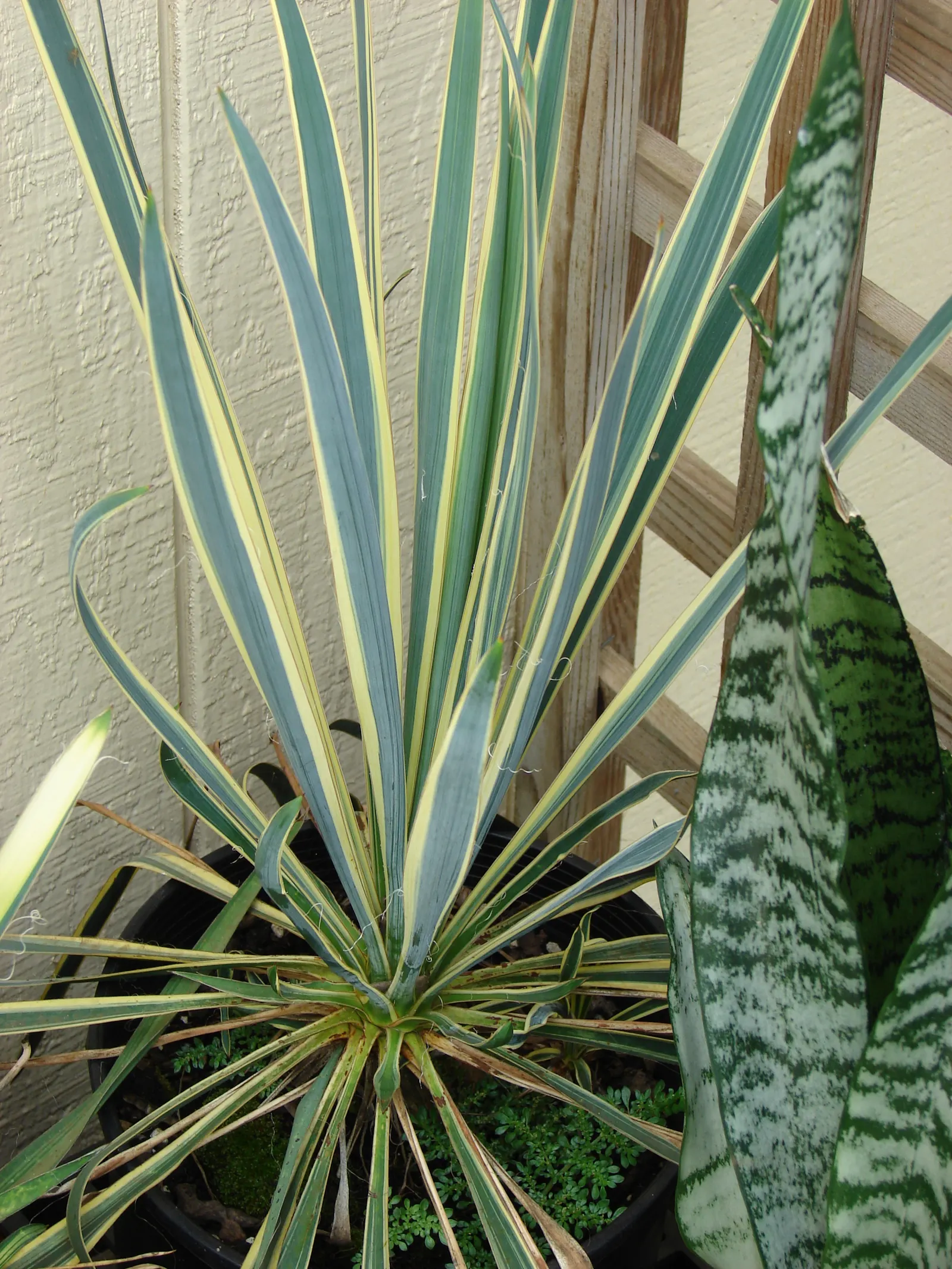 Adam's Needle (Yucca Filamentosa) — each typically ranging from 2 to 3 feet in length and about 2 to 3 inches wide