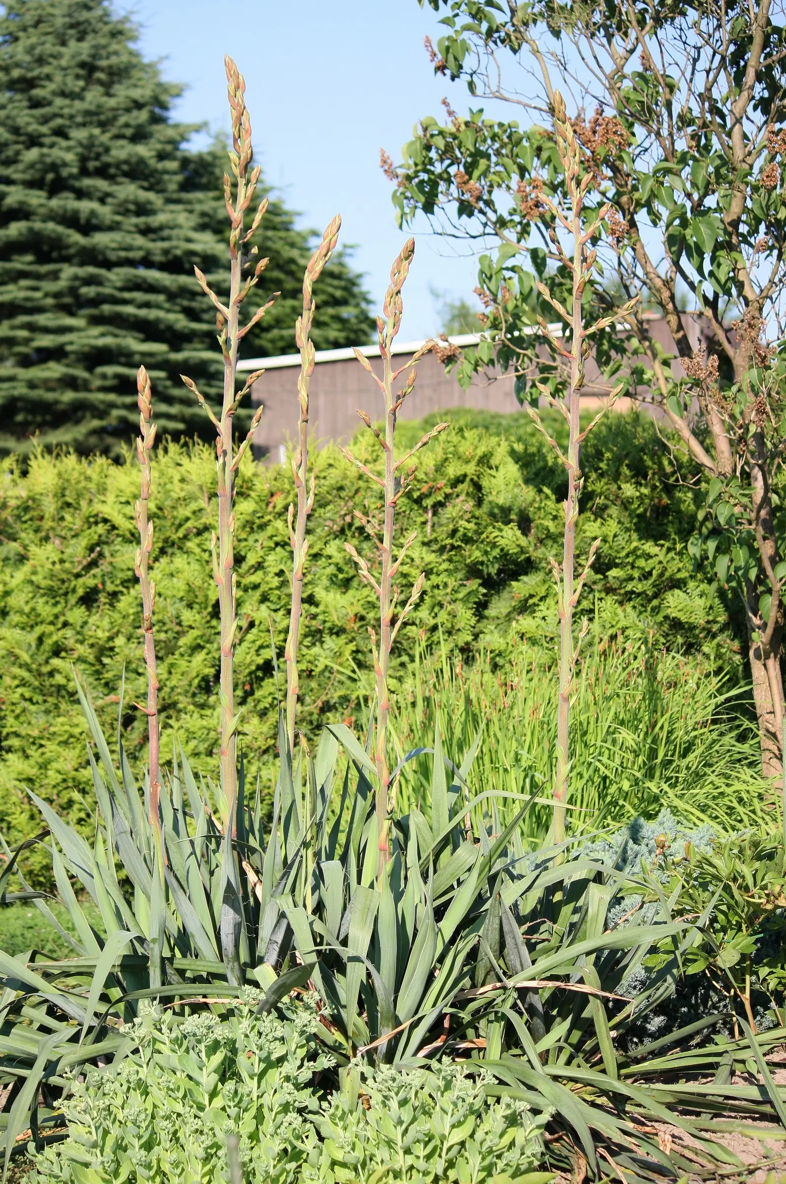 Adam's Needle (Yucca Filamentosa) — shrub for full; ensure it has ample space to accommodate its mature size and the stunning flower spikes