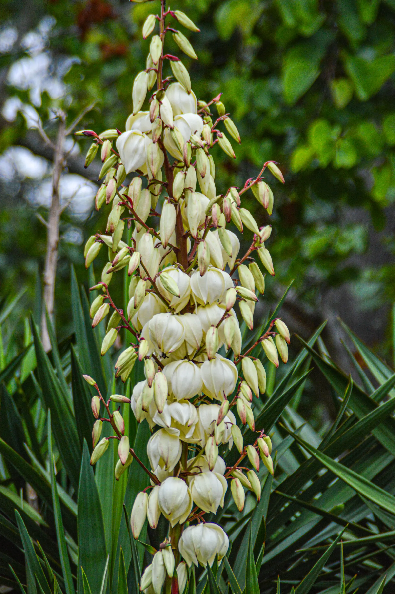 Adam's Needle (Yucca Filamentosa) — ensure it has ample space to accommodate its mature size and the stunning flower spikes; marked by curly, image 78