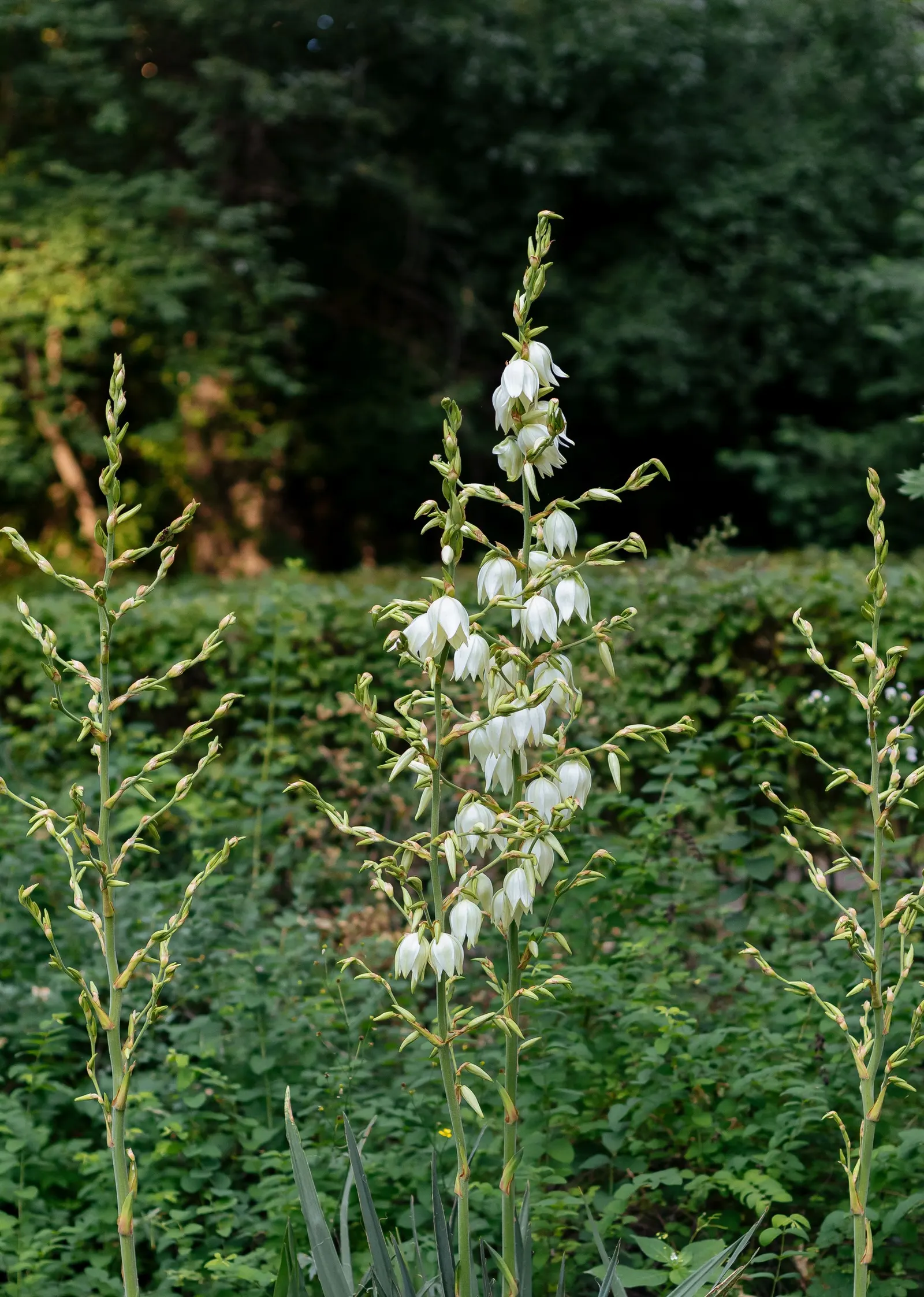 Adam's Needle (Yucca Filamentosa) — Adam's Needle (Yucca filamentosa) is a hardy; in summer, spectacular flower spikes can soar up to 6 ft, adorned, image 82